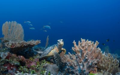 Desove de tortugas marinas en el Hotel Six Senses Laamu.