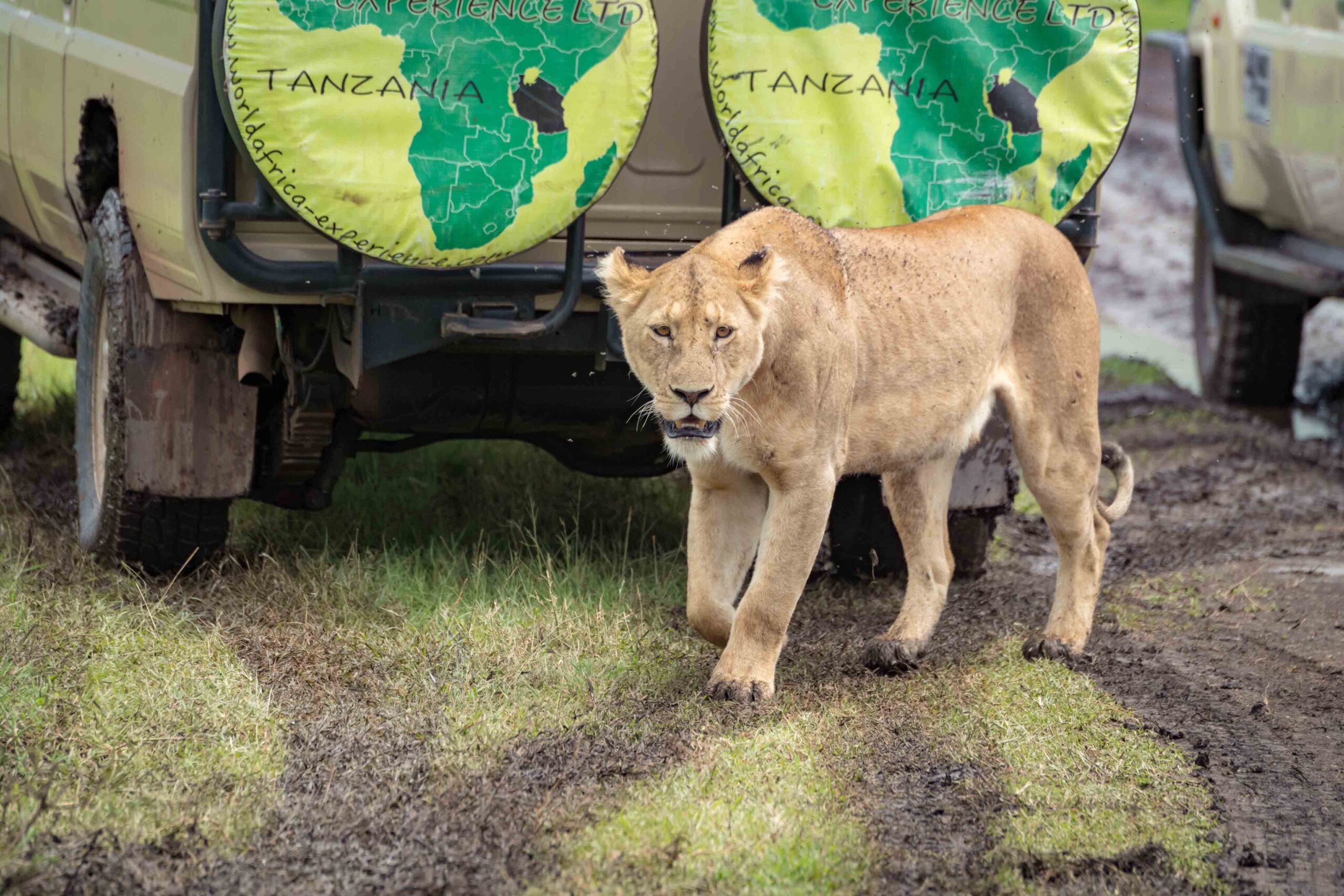 Lioness on muddy grass meadow passes jeep